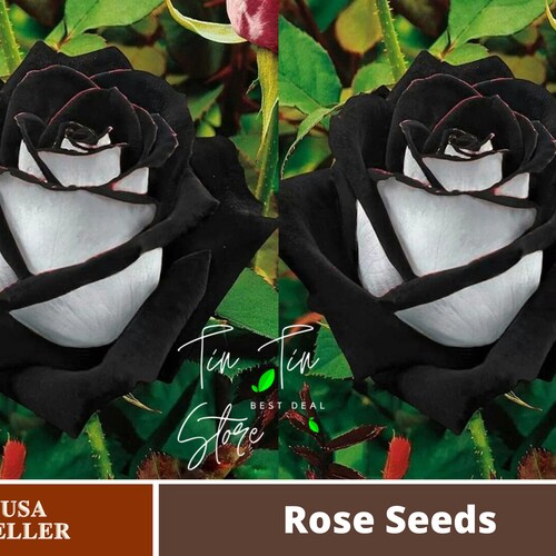 32 Rare Seed Blues Blue Rose Seeds Flower Authentic Etsy