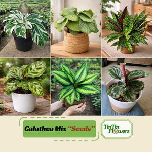 Houseplants - Etsy
