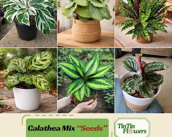 Calathea Mix Seeds – Beautiful Leaf Patterns – Tropical Indoor Houseplants – Assorted Foliage Varieties – Rare Exotic Plants