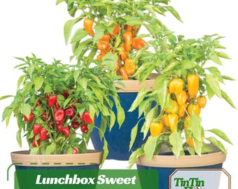 30+ Lunchbox Sweet Pepper Seeds – Heirloom  Non-GMO Mini Bell Peppers, Colorful Crunchy Snack, Easy to Grow- Sweet Peppers#7021