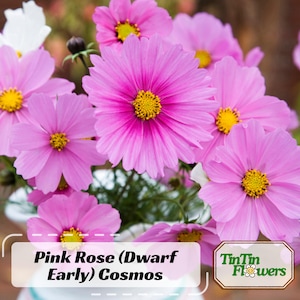 50s|Rose (Dwarf Early) Cosmos Flower Seeds- Open-Pollinating - Clumping - Easy To Grow - Planting In Spring/ Summer #L016