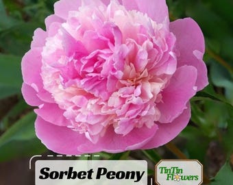 Pink Sorbet Peony Seeds - Perennial - Paeonia - Attract butterflies - Open-Pollinated -  - Heirloom