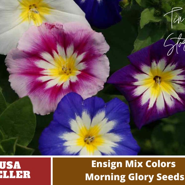 Ensign Mix Morning Glory Seeds -Authentic Seeds-Flowers -Organic. Non GMO -Vegetable Seeds-Mix Seeds for Plant-B3G1#F015