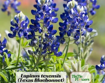 Lupinus texensis (Texas Bluebonnet) Seeds - Bluebonnet- Lupin- Flower - Native Wildflower - Pollinator Friendly - Perennial