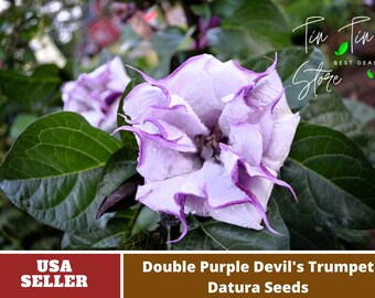 Purple Trumpet Datura Seeds-Perennial -Authentic Seeds-Flowers -Organic. Non GMO -Mix Seeds for Plant-B3G1#G003