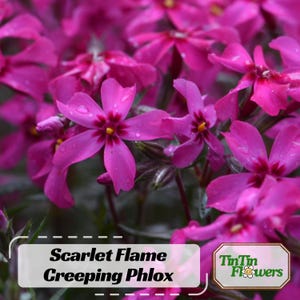 May include: Close-up of vibrant pink Scarlet Flame Creeping Phlox flowers. The petals are a bright magenta with a darker center, and some have water droplets. The image includes the text "Scarlet Flame Creeping Phlox" and a logo.