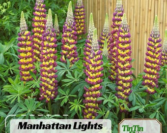 30+ Manhattan Lights Lupine Seeds -Lupinus - Bluebonnet- Lupin-Heirloom Flower - Native Wildflower - Pollinator Friendly #8127