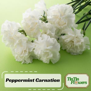May include: A bouquet of white peppermint carnations on a green background. The flowers are arranged in a loose, natural style. The text "TinTin Flowers" is visible in the lower right corner of the image.