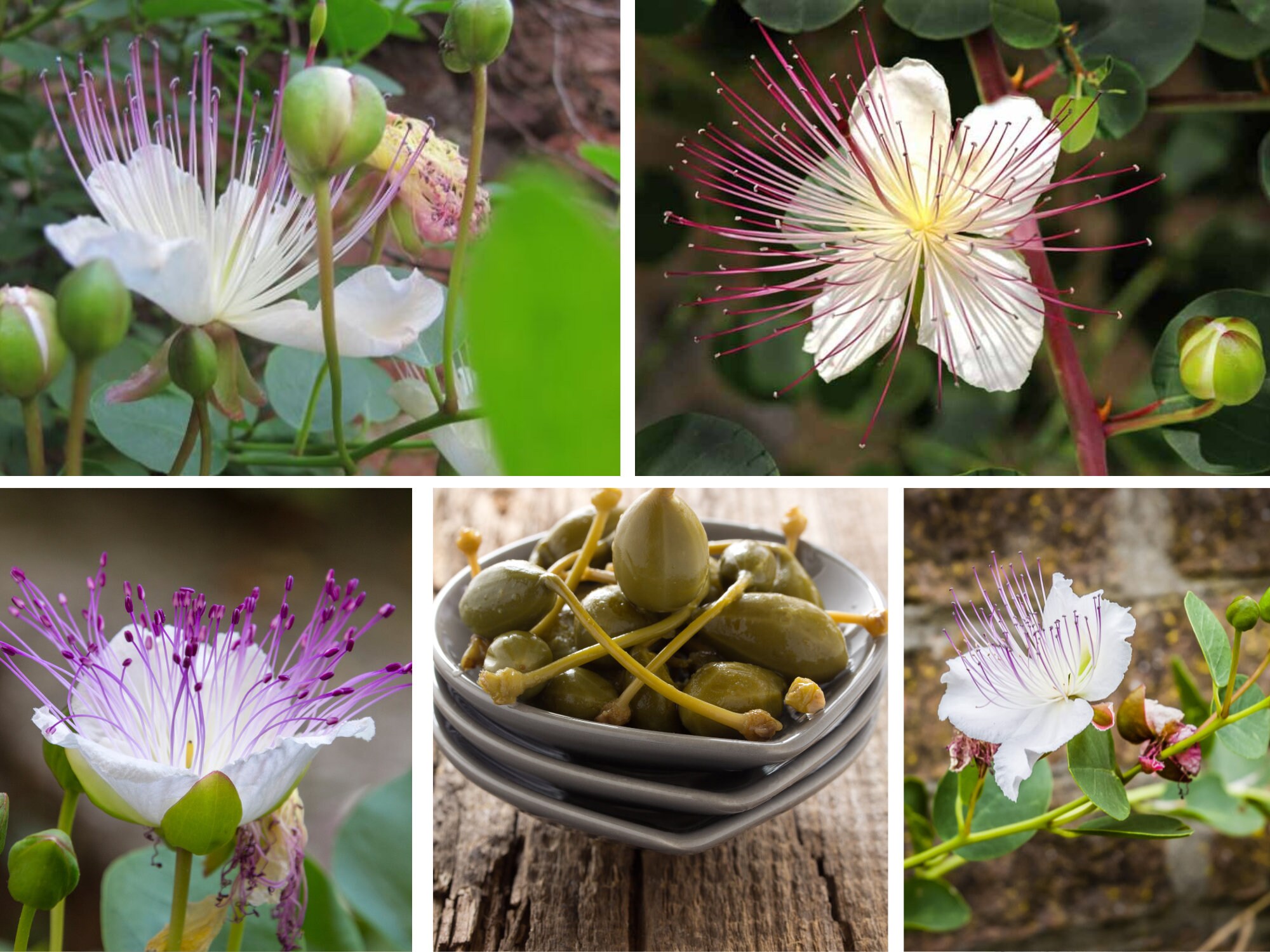 thumbnail image 2 of Caper Bush (Capparis Spinosa) Heirloom Seeds – Culinary & Medicinal Perennial 2 of 6