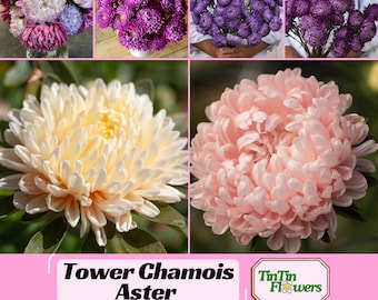 Tower Chamois Aster Seeds  Aster Seeds - Callistephus Chinensis - Asteraceae-Seed for Flower Gardens & Pollinator Butterflies