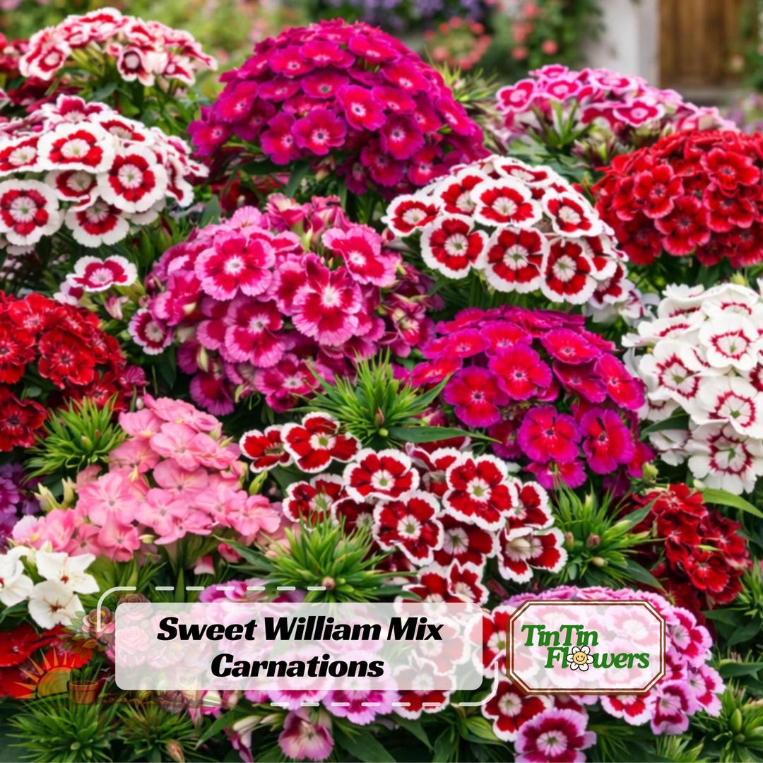 Sweet William Mix Carnations- Dianthus Seeds- Container - Balcony ...