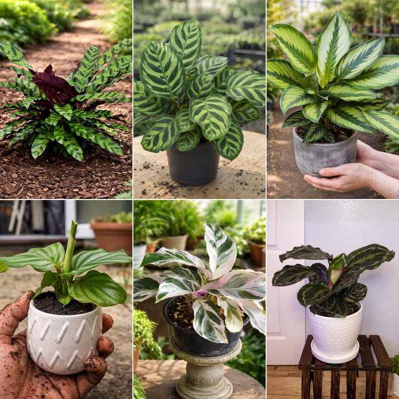 Calathea Mix Seeds – Beautiful Leaf Patterns – Tropical Indoor Houseplants – Assorted Foliage Varieties – Rare Exotic Plants image 2