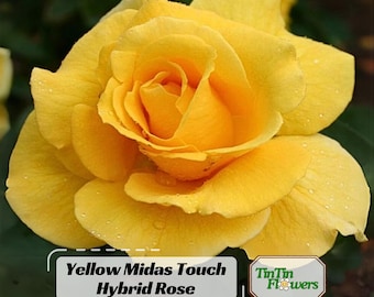 10 Rose Rosa Flower Seeds HW96109-517 - Etsy