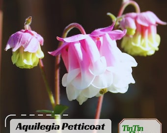 Aquilegia 'Petticoat Pink' Seeds –Spurless Heirloom Perennial for Shade & Cottage Gardens - Potted - Plant in Late Summer to Early Fall #133