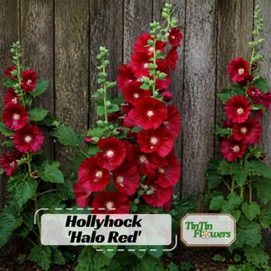 Halo Red Hollyhock Seeds |  Alcea rosea Seeds| Vibrant Tall Blooms | Easy to Grow | Perennial |Pollinator-Friendly