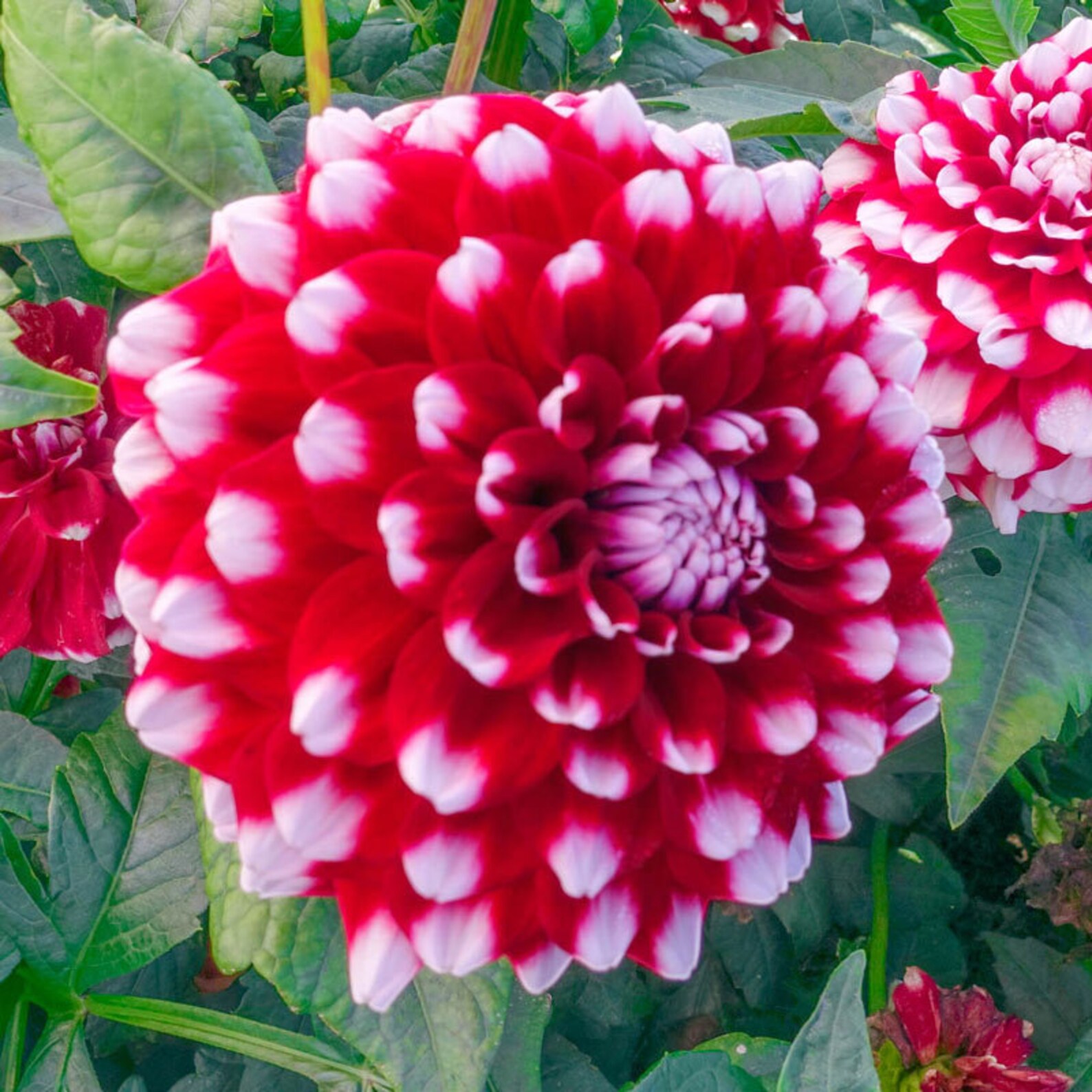 40 Seeds Checkers Dahlia Seeds BUY 3 GET 1 FREED028 Etsy