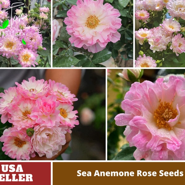 Sea Anemone Rose Seeds-Perennial -Authentic Seeds-Flowers -Organic. Non GMO-Mix Seeds for Plant-B3G1 #1168