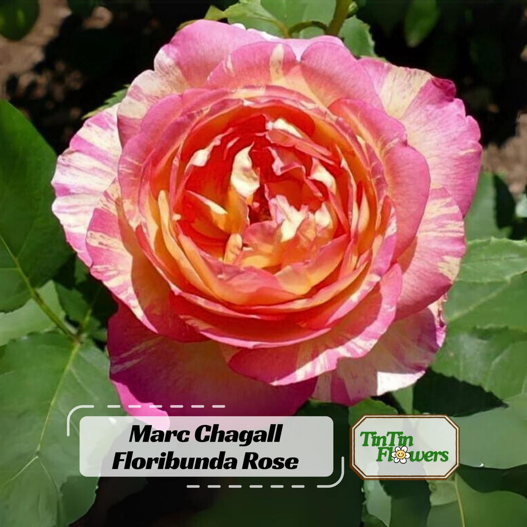 30+ Marc Chagall Floribunda Rose Seeds- Perennial - Authentic Seeds ...