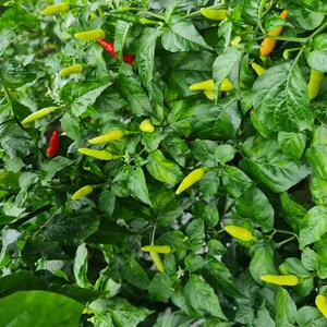 Semillas de chile picante Bird’s Eye – Variedad tailandesa picante – Capsicum frutescens – Picante tradicional – 35 semillas – Sin OMG – 6039 imagen 9