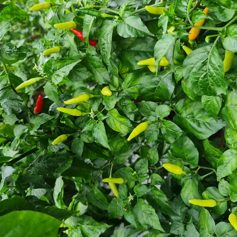 Semillas de chile picante Bird’s Eye – Variedad tailandesa picante – Capsicum frutescens – Picante tradicional – 35 semillas – Sin OMG – 6039 imagen 9