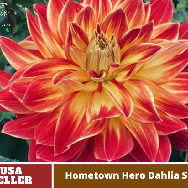 Hometown Hero Dahlia Seeds - Perennial -Authentic Seeds-Flowers -Organic. Non GMO -Vegetable Seeds-Mix Seeds for Plant-B3G1#D051