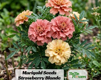 Marigold Strawberry Blonde Seeds - Edible -Open-Pollinating - Draft Resistant - Cold Resistant - Dwarf - Plant in Spring/After frost