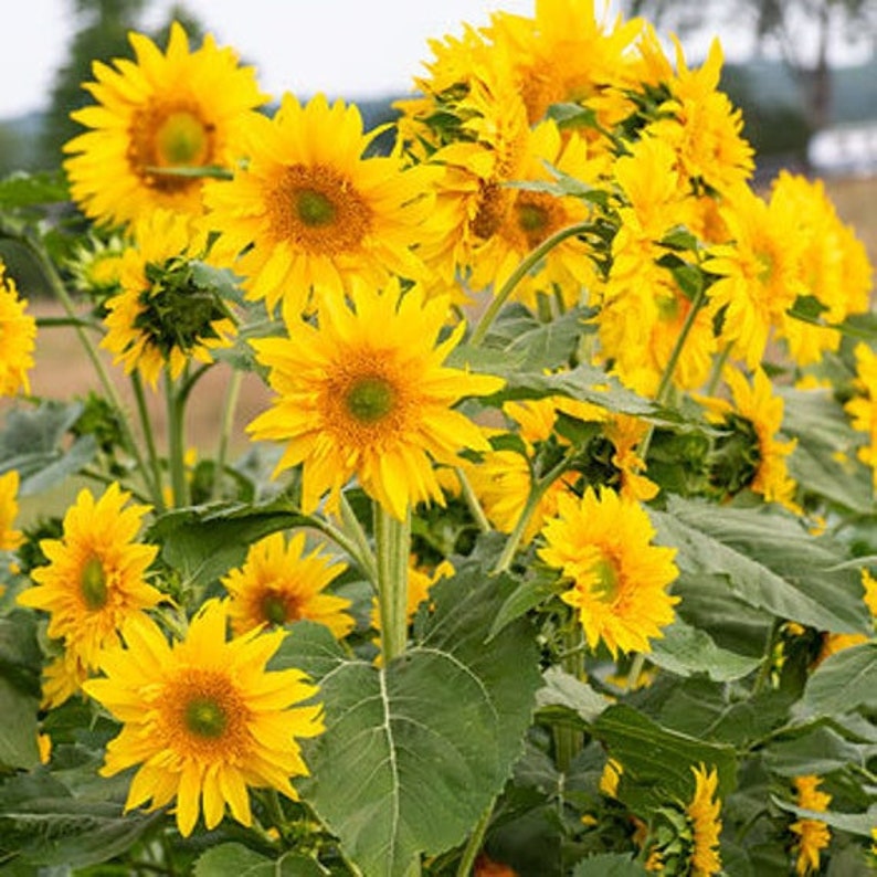 25 Seeds Starburst Greenburst Sunflower Seede024 BUY 3 GET Etsy