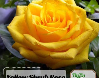rose♤rose Heirloom Roses - Star-Crossed Lovers™ Hybrid Tea Rose Bush