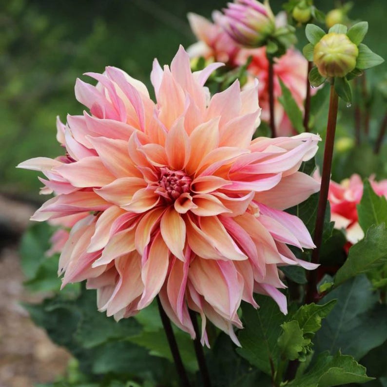 May include: A large, pink and peach dahlia flower with many petals. The flower is in bloom and has a yellow center. The flower is surrounded by green leaves.