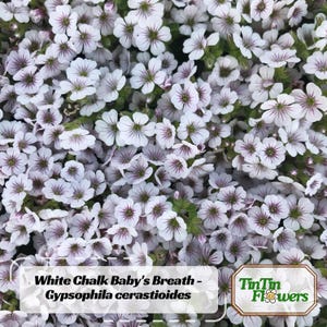 30 Seeds| White Chalk Baby's Breath Seeds - Gypsophila fastigiata - Cold Resistant - Drought Resistant -Dried flower -Heirloom 8016