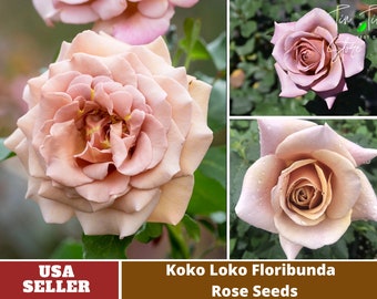 Brown Koko Loko Floribunda Flower Rose Seeds- Perennial -Authentic Seeds-Flowers -Organic. Non GMO -Vegetable Seeds-B3G1 #1047.