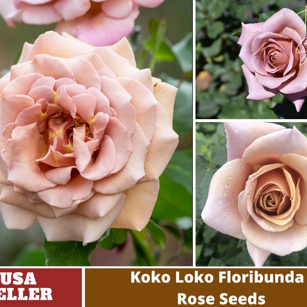 Brown Koko Loko Floribunda Flower Rose Seeds- Perennial -Authentic Seeds-Flowers -Organic. Non GMO -Vegetable Seeds-B3G1 #1047.