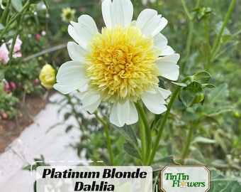 40+  + Seeds| Platinum Blonde Dahlia#D068 - Pollinator Friendly- Open Pollinated - Heirloom - Flower Seeds - Mix Seeds to Plant