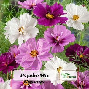 May include: A collection of Cosmos flowers in shades of white, light pink, magenta, and deep purple with yellow centers. The text on the image reads Psyche Mix Cosmos and TinTin Flowers. The flowers have delicate petals and thin green foliage.