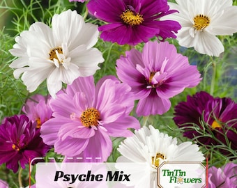 Psyche Mix Cosmos Seeds - Open-Pollinating - Clumping - Easy To Grow - Planting In Spring/ Summer