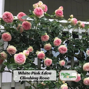 30+ White Pink Eden Climbing Rose Seeds-Perennial - Authentic Seeds - Mix Seeds - Late Winter to Early Spring Planting Time #1020.