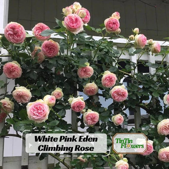 30+ White Pink Eden Climbing Rose Seeds-perennial - Authentic Seeds - Mix  Seeds - Late Winter to Early Spring Planting Time #1020. - Etsy