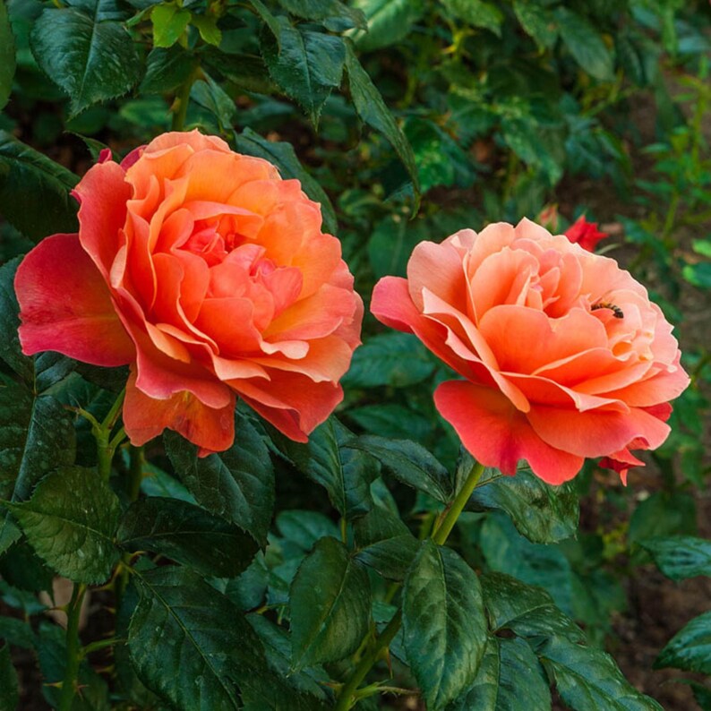 TinTinTinFlowers Anna's Promise Rose Seeds - Thumbnail 3