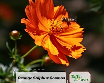 Orange Sulphur Cosmos Flower - Open-Pollinating - Clumping - Easy To Grow - Planting In Spring/ Summer