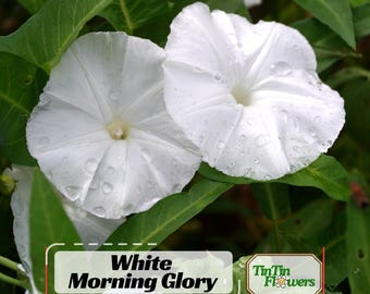 15 Semi Ipomea Foglia Di Edera - Ipomoea Hederifolia - Fiori Da