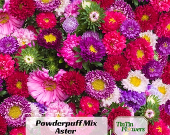 Powderpuff Mix Aster Seeds - Callistephus Chinensis - Asteraceae-Seed for Flower Gardens & Pollinator Butterflies