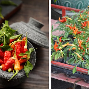 Puede incluir: Primer plano de un mortero y una maja llenos de chiles rojos y naranjas. El mortero es de piedra gris y tiene una tapa. Los chiles son frescos y tienen tallos verdes. En el fondo, una bandeja de plantas de chile rojo y naranja en macetas.