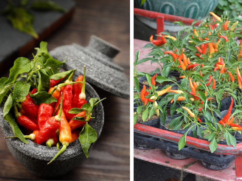 Puede incluir: Primer plano de un mortero y una maja llenos de chiles rojos y naranjas. El mortero es de piedra gris y tiene una tapa. Los chiles son frescos y tienen tallos verdes. En el fondo, una bandeja de plantas de chile rojo y naranja en macetas.