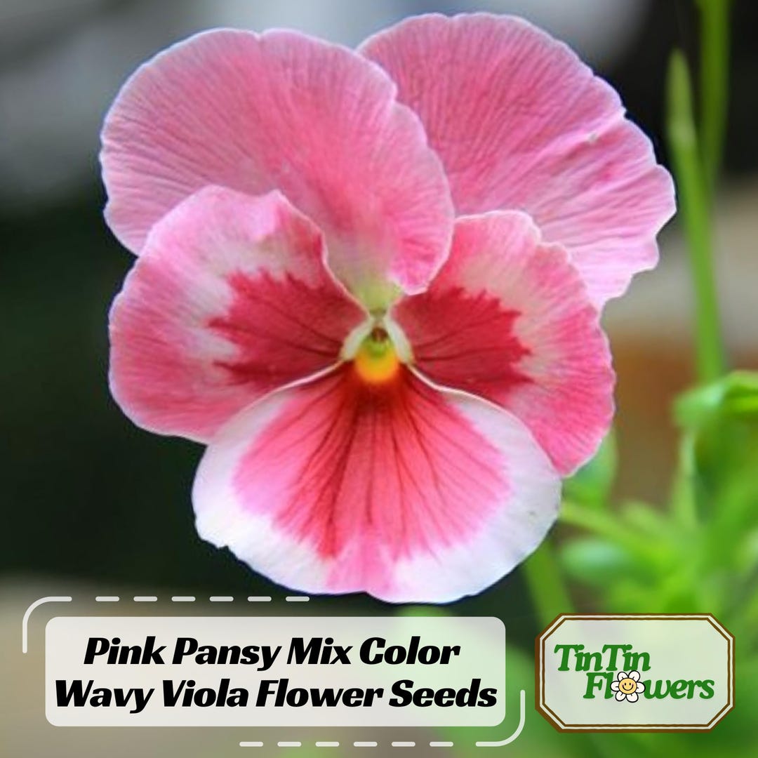 Pink Pansy Mix Color Wavy Viola Flower Seeds - Cold Resistant - Self ...