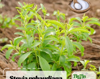 50 Seeds| Stevia rebaudiana Seeds – Natural Sweet Herb –  Non-GMO Seeds for Sugar Substitute, Easy Grow Perennial Plant#New 5-16