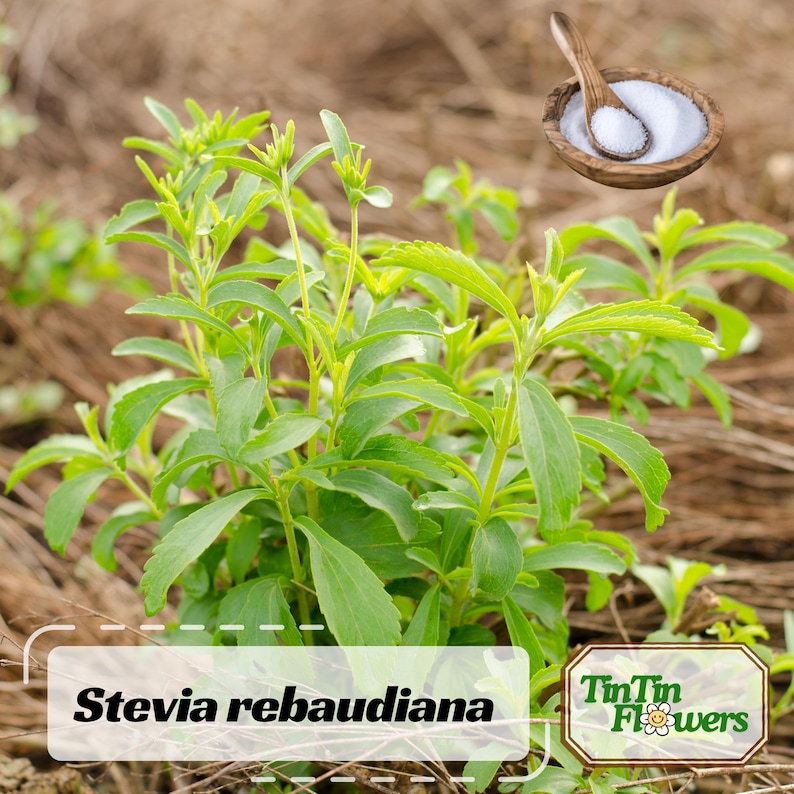 May include: A close-up of a stevia plant, Stevia rebaudiana, with vibrant green leaves. A small wooden bowl with white granules and a wooden spoon is in the upper right corner. The image includes the text "Stevia rebaudiana" and the "TinTin Flowers" logo.