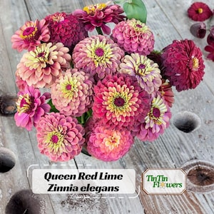 Queen Red Lime Zinnia Seeds | Open-Pollinated,  (30 Seeds)
