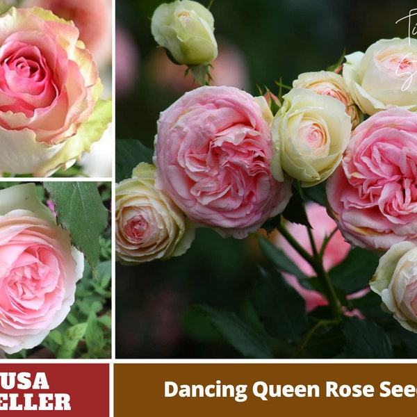 Dancing Queen Rose Seeds-Perennial -Authentic Seeds-Flowers -Organic. Non GMO -Vegetable Seeds-Mix Seeds for Plant-B3G1#1090.