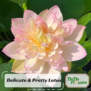 5+ Rare Seeds| Delicate & Pretty Lotus Seeds - Indian Lotus (Nelumbo nucifera) Seeds - Clumping - Cold Resistant - Water Plant Seeds #Q013