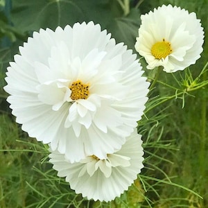 May include: Three white cosmos flowers with serrated petal edges and bright yellow centers. The flowers are arranged with one large bloom in the center, a smaller one below it, and a third smaller bloom positioned to the upper right side.